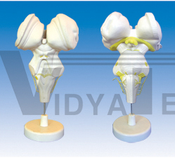 The expansion model of brainstem